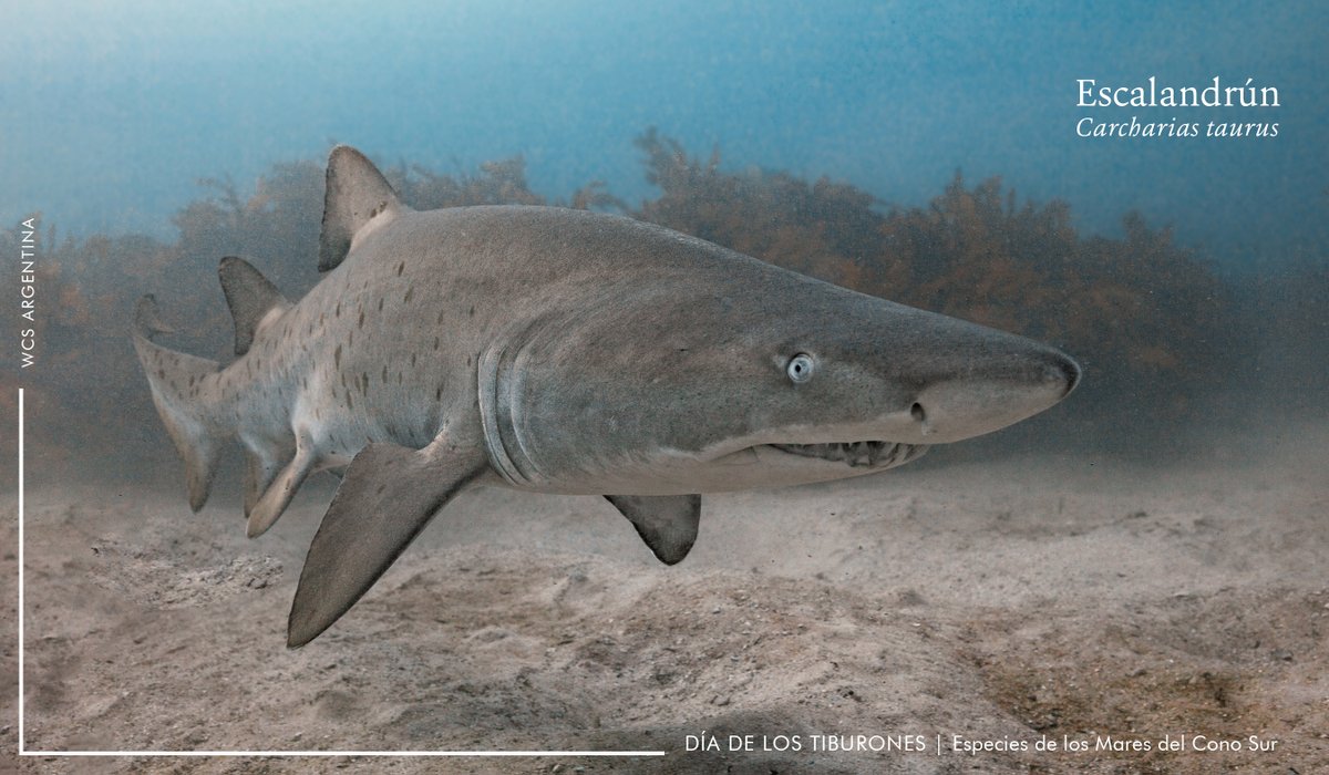 wcsargentina's tweet photo. #Tiburones |🦈El 14 de julio se celebra el Día Internacional de los Tiburones, el grupo de animales vertebrados más amenazados de los océanos🚩. Según nuevos estudios, los tiburones de mar abierto han disminuido más del 70% en los últimos 50 años. https://t.co/ggD6hk4eDz