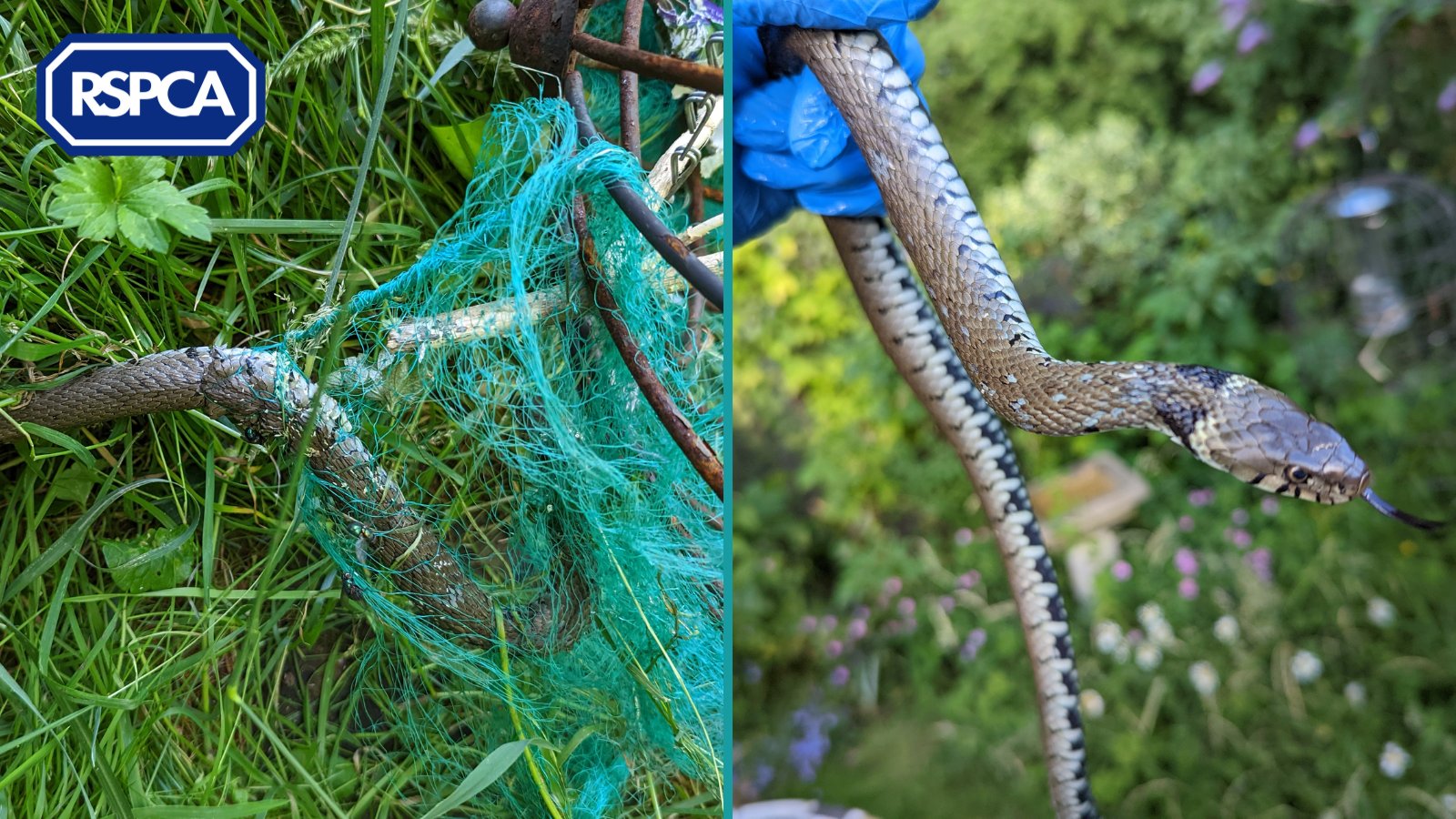 RSPCA (England & Wales) on Twitter "🐍 Pleassse let this be a reminder