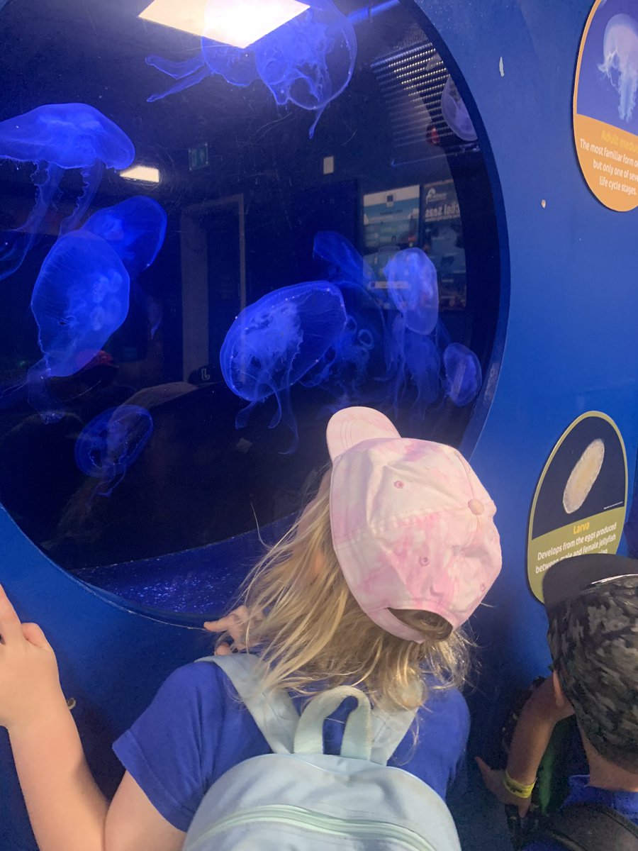 GemDonaldson's tweet photo. We celebrated the learning from our “Setting Sail” project this week. We had a great day out on the beach and at the oceanarium! Just look at the awe and wonder on those faces!  #teameyfs #learningtoflyhigh @FawleyInfants https://t.co/WHZ9wAobTK