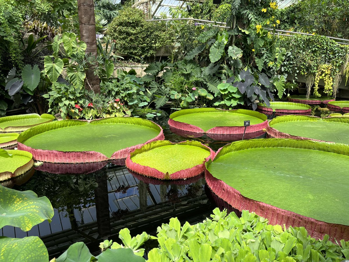VyneGeographers's tweet photo. Yesterday our year 8 geographers explored Kew Gardens, investigating and comparing our global ecosystems as well as discovering amazing adaptations within the tropical rainforest 🌳 🌸 

#geographyteacher https://t.co/EvKFWTURAm