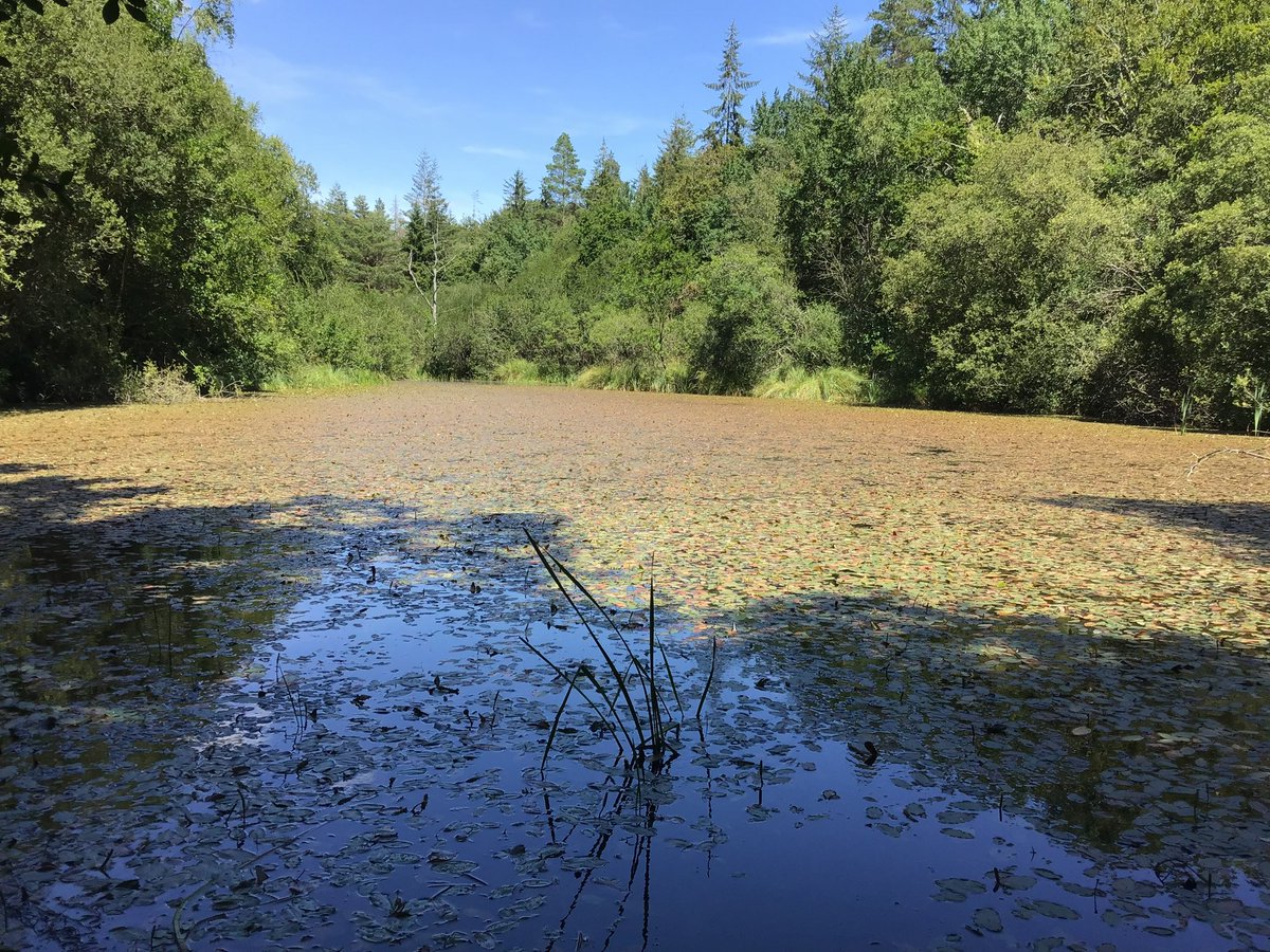VyneGeographers's tweet photo. Our year 7’s had an exciting day in the New Forest investigating pollution levels within the water sources by exploring minibeasts and aquatic creatures. We found frogs, newts, dragonfly nymphs and concluded that the pond is pollution free🌟🌍

#geographyteacher https://t.co/GenTOm26aK