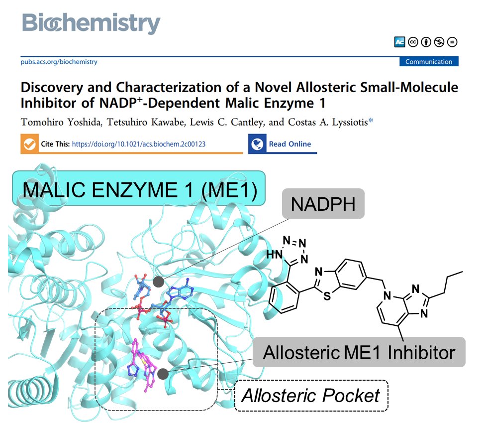 LyssiotisLab's tweet photo. 🚨 New paper alert 🚨

In @BiochemistryACS, we describe discovery &amp; characterization of novel allosteric inhibitor of cytosolic Malic Enzyme 1. Inherent in this discovery is the first description of a novel allosteric, drugable pocket in ME1. #OpenAccess

https://t.co/QTTefpoPDO https://t.co/VfMyEItx7S