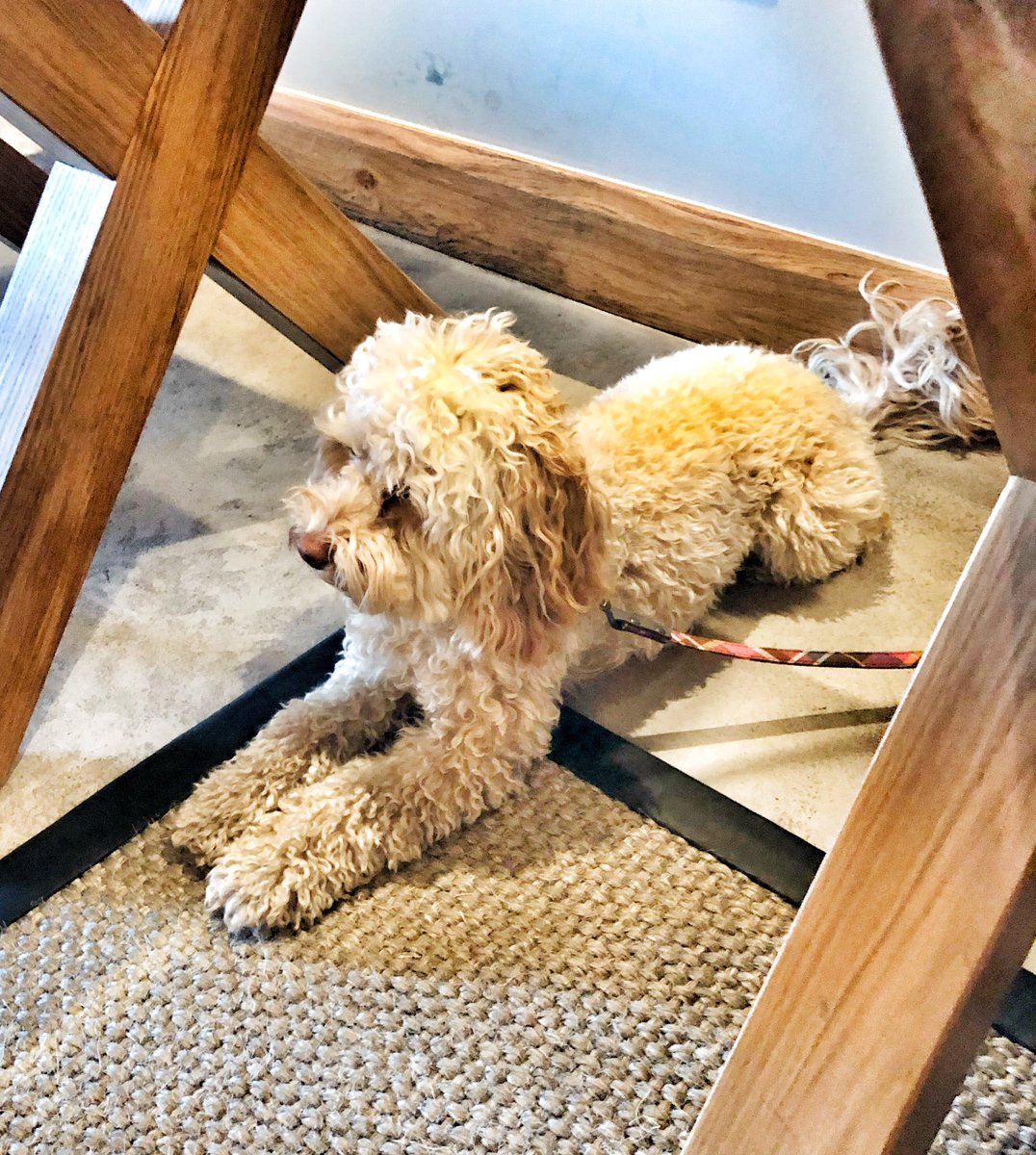 thecooktwit's tweet photo. Martha awaiting her first #michellinstar restaurant meal! @AngelHetton @MichaelWignall_ …..going well so far….cheese next 👍💪 https://t.co/KP8KtVcFmf