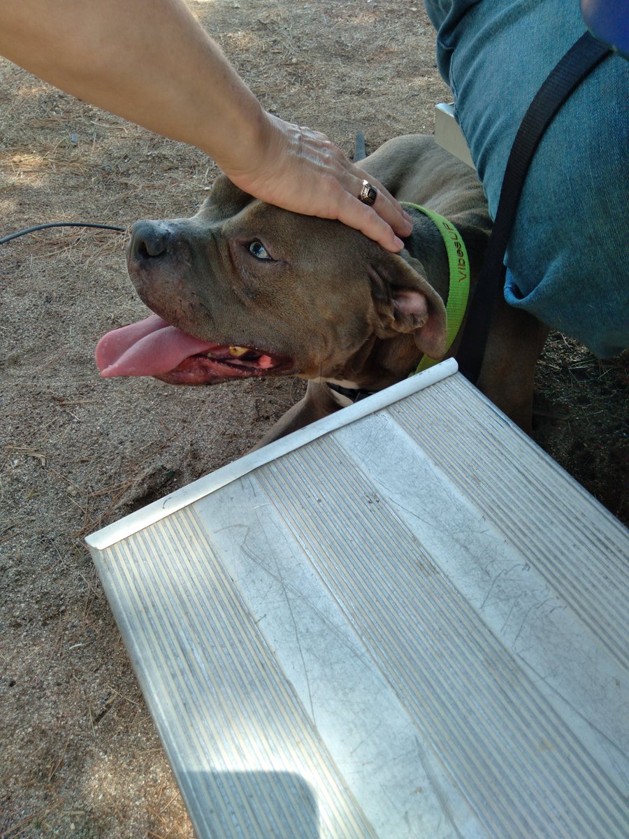 tunzia631's tweet photo. @whatsuptucson found dog on Mitchell and Tucson Blvd. Not chipped.  😔 https://t.co/TLxULuYSW7