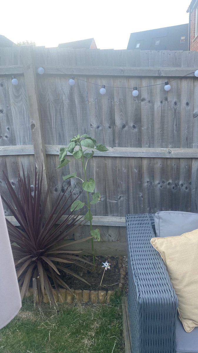 suzanne_plimmer's tweet photo. Molly’s sunflower is getting tall 🌻@UptonMeadows @uptonclass3FB https://t.co/hvEONOtqwS