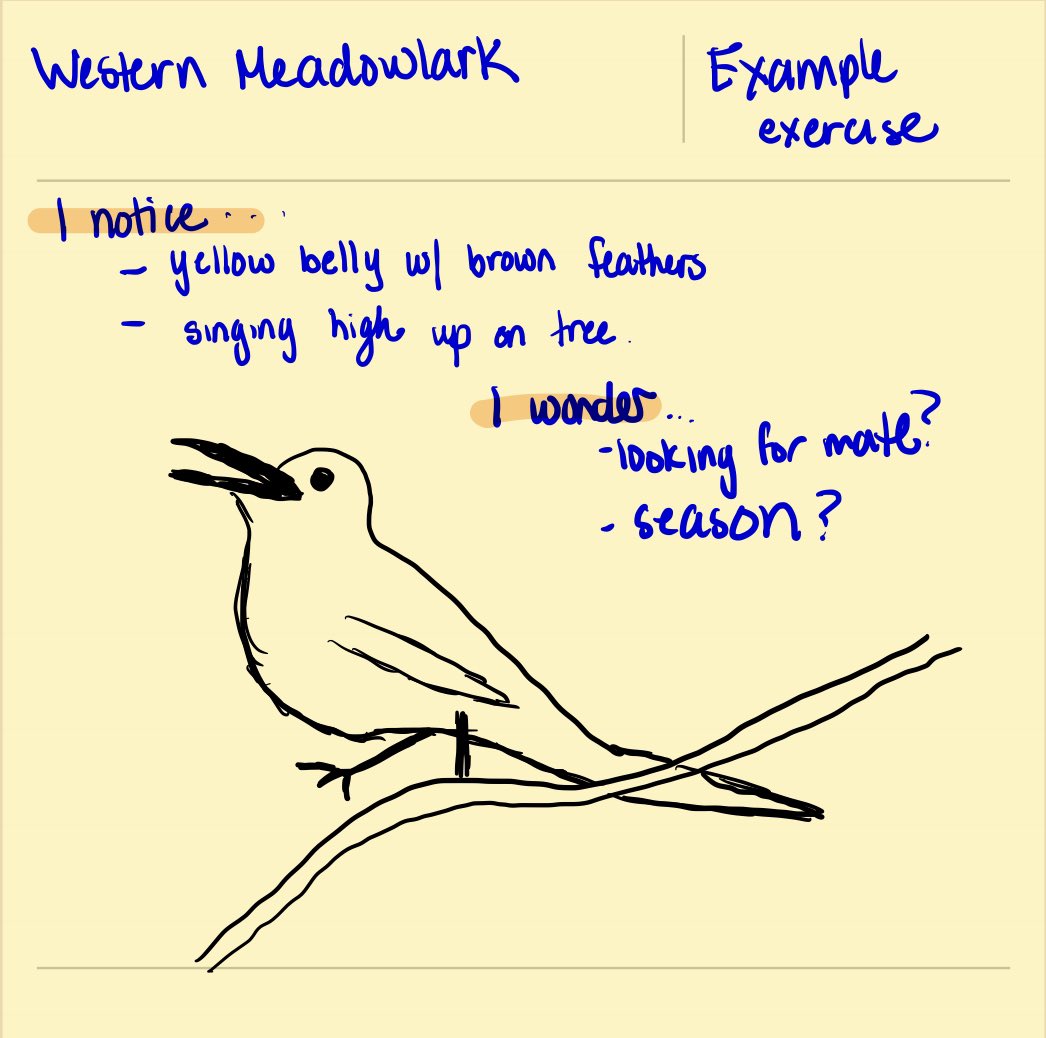 nmlchen's tweet photo. Practicing my field observation and sketching skills at the ‘Putting in the Pencil Miles: Introduction to nature journaling and field sketching’ #EarthER22 https://t.co/Ns2p2nfgSU