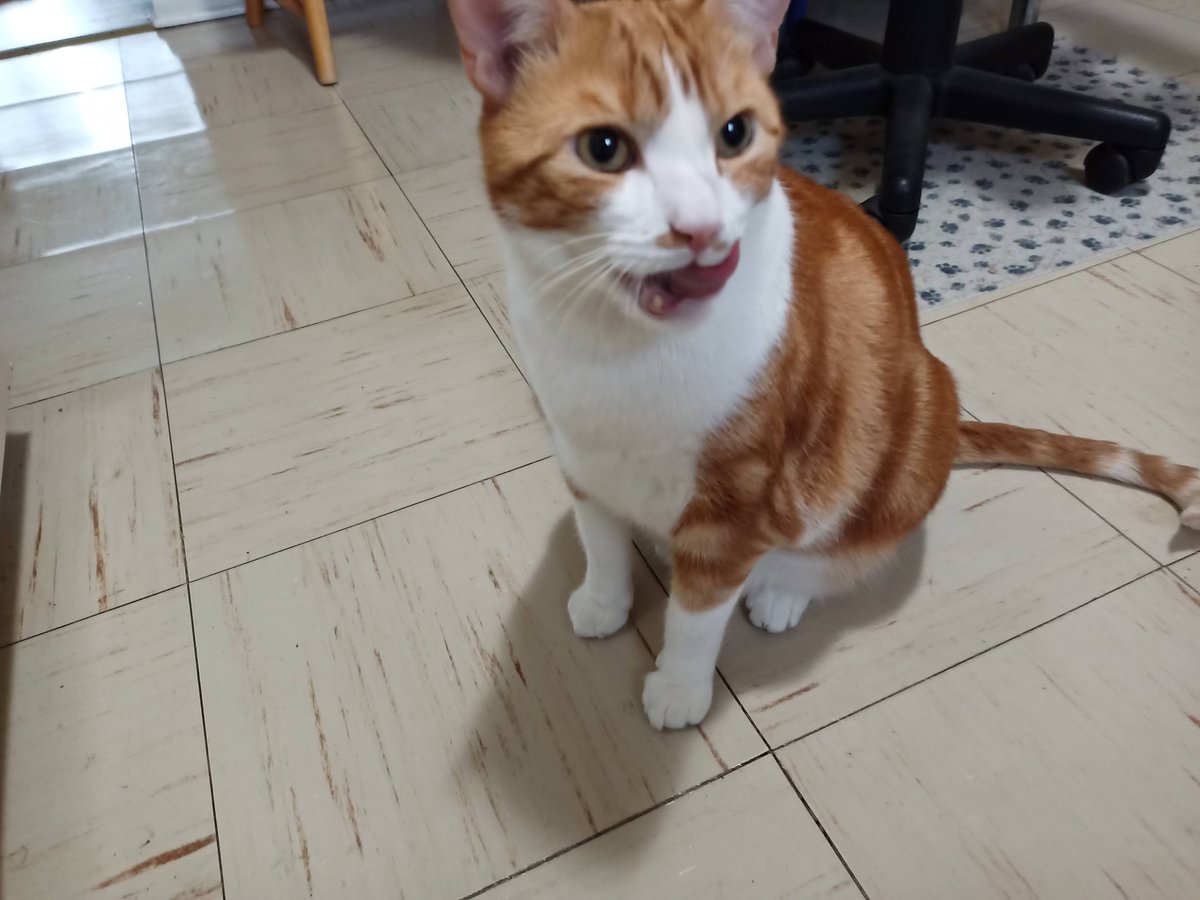 aurora3s's tweet photo. #ZSHQ @catsrule0 @dora_nlk @parham1961 @LBisaillon @bloomNight2 @marisbellamy1 @LindsayPH @Vanessaandcats1 @GailCarangelo @MauSupercat @Palmolive_S_Pan
#Tunathursday
Yummy, that was a good lunch! https://t.co/jr4fm390MY