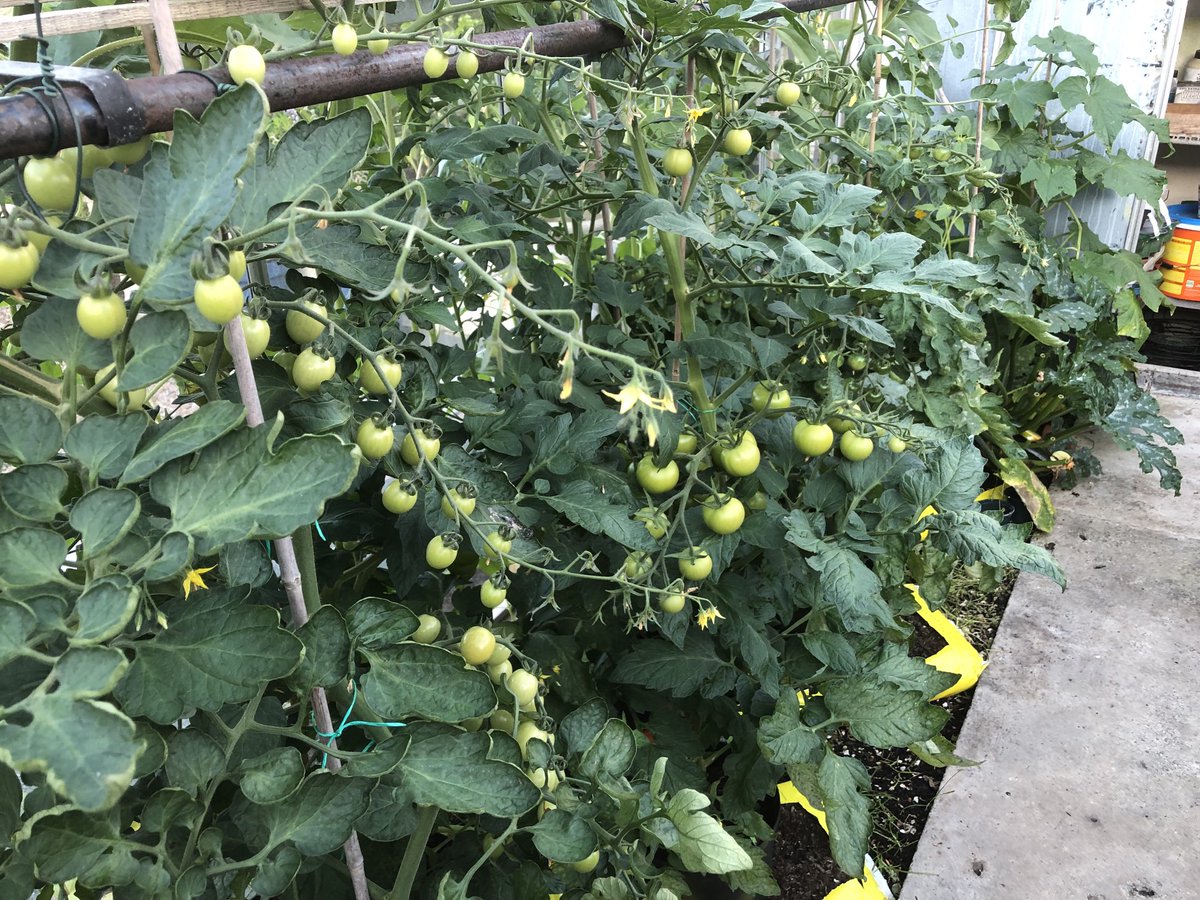 langhoinbloom's tweet photo. Greenhouse delights 🌻☘️🍅 https://t.co/Eudos2odsx