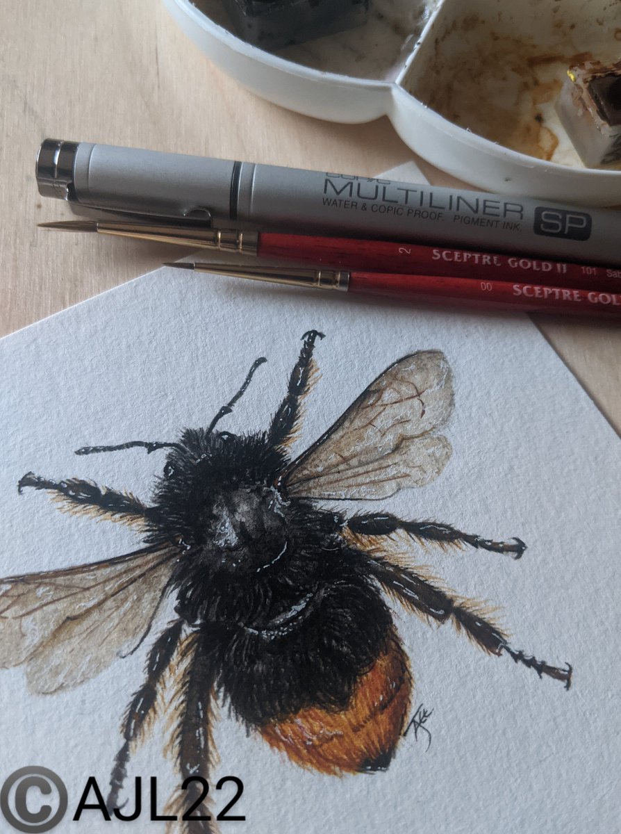 AngeJLee's tweet photo. Third one! although light is fading & it's late so I'll recheck tomorrow & it'll probably need tweaking. But for now, it's done & I'm done!
Bombus Lapidarius - Red Tailed Bumblebee
13x13cm mini watercolour & ink ©️AJLEE2022
#art #WaterColour #Bees #BeesUK #StudioFortyAngeJLee https://t.co/v1v2ajc64R