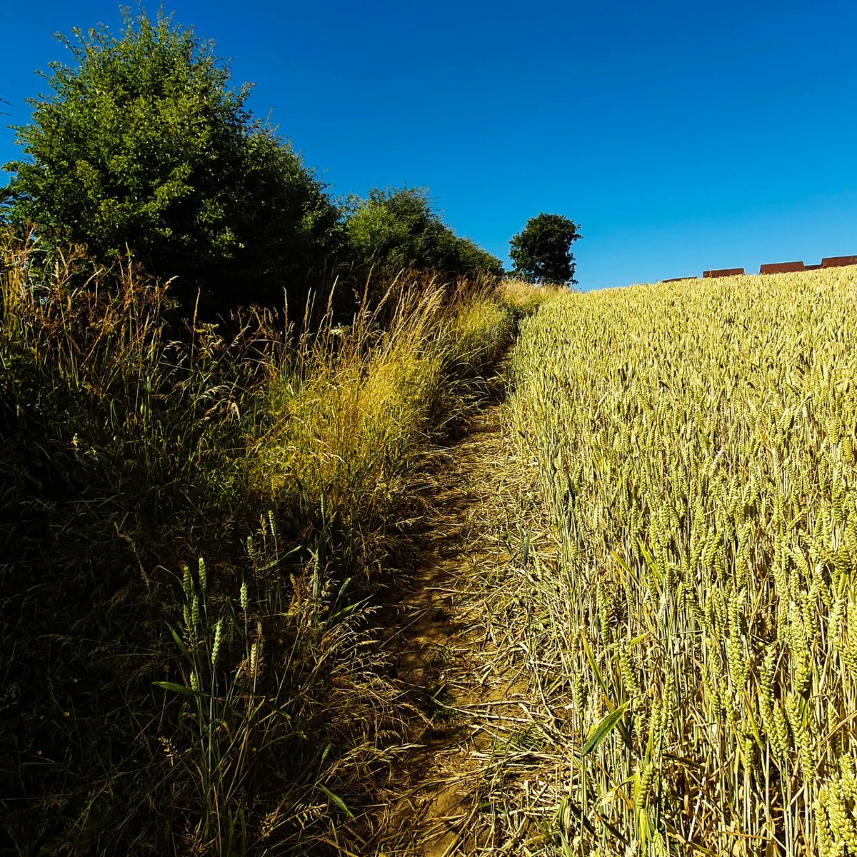darkalbion's tweet photo. See this field? This beautiful field? The bandits at @StonebridgeHome are wanting to build 200 houses on this, houses for 2nd home vampires who bring nothing to #Whitby and do you know what? We're going to fight them tooth and nail, we will destroy this 1 way or another 😠 https://t.co/TPh3zPQI8c