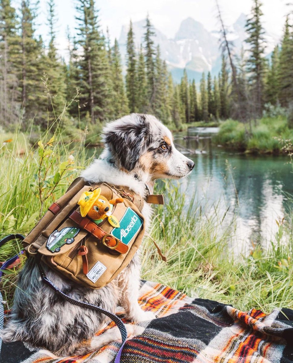 Tomorrow is #ParksDay! How are you celebrating Alberta's natural beauty this weekend?

📸: <a href="/justbeingfarley/">Farley 🐶 + Victoria 👩</a>