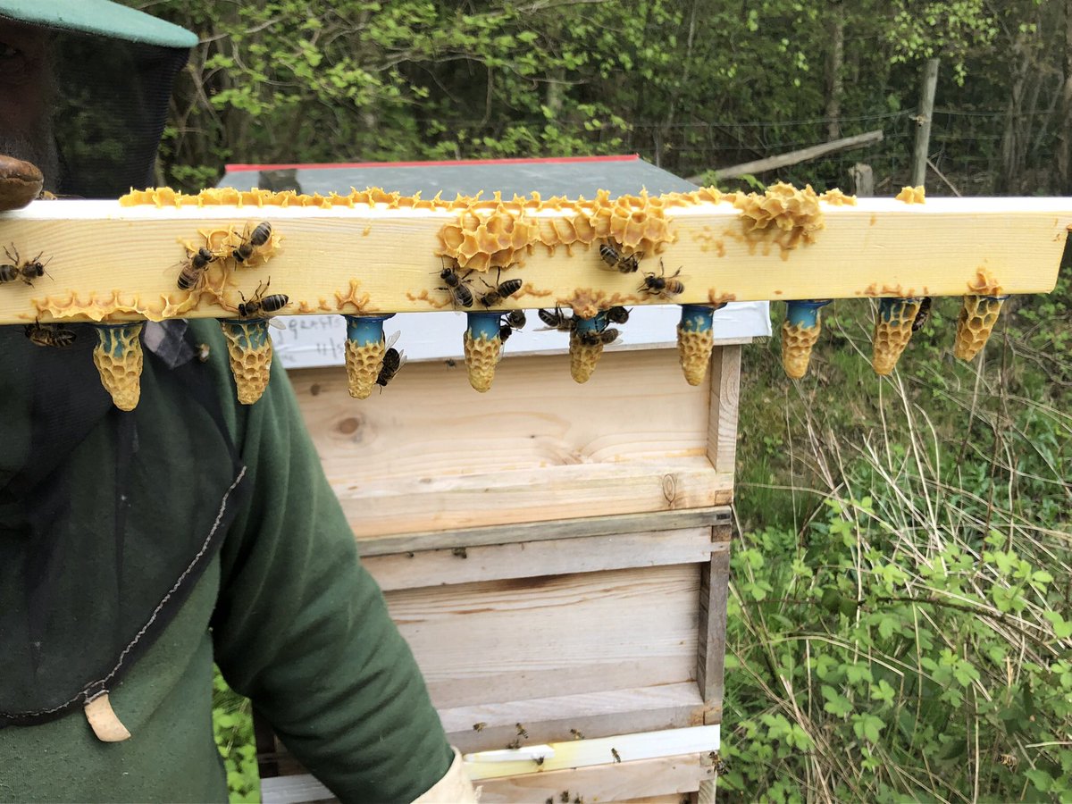 Busy weekend coming up over the next couple of days we have over 70 queen cells to get in the mating hives the season will soon be over final push on, 

#beekeeping #bees #honey #beekeeper #bee #savethebees #honeybees #honeybee #nature #beesofinstagram #beehive #apiary