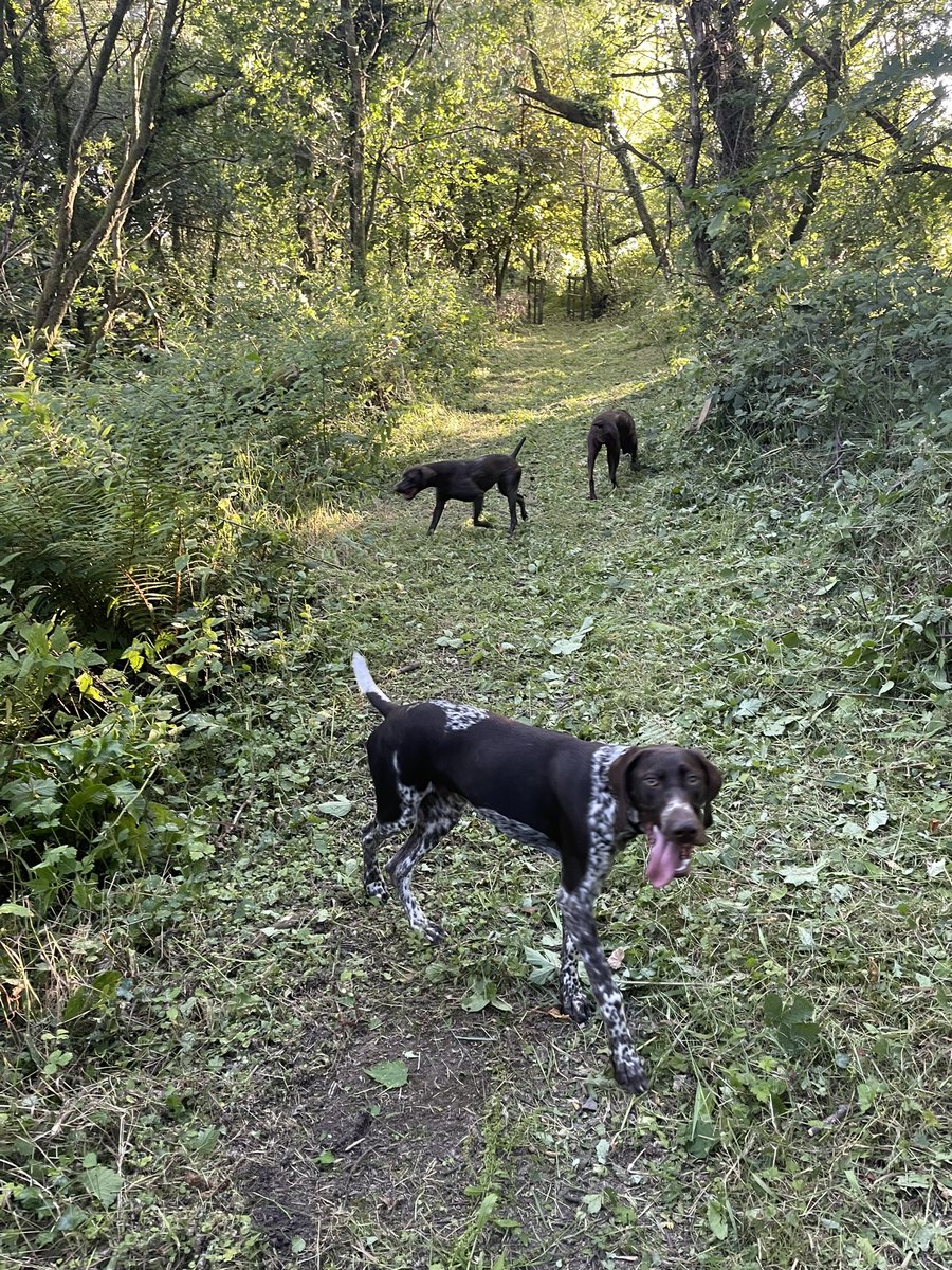 misenplace01's tweet photo. #ThursdayMotivation #dogwalks #pointerlife @shelleyheseltin 🦮 https://t.co/7KrJlu0tmM