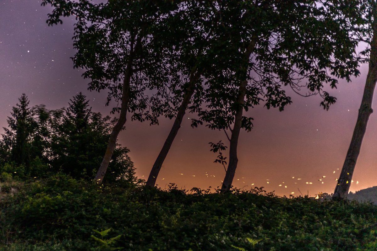 Inge Nijhoff tweet media