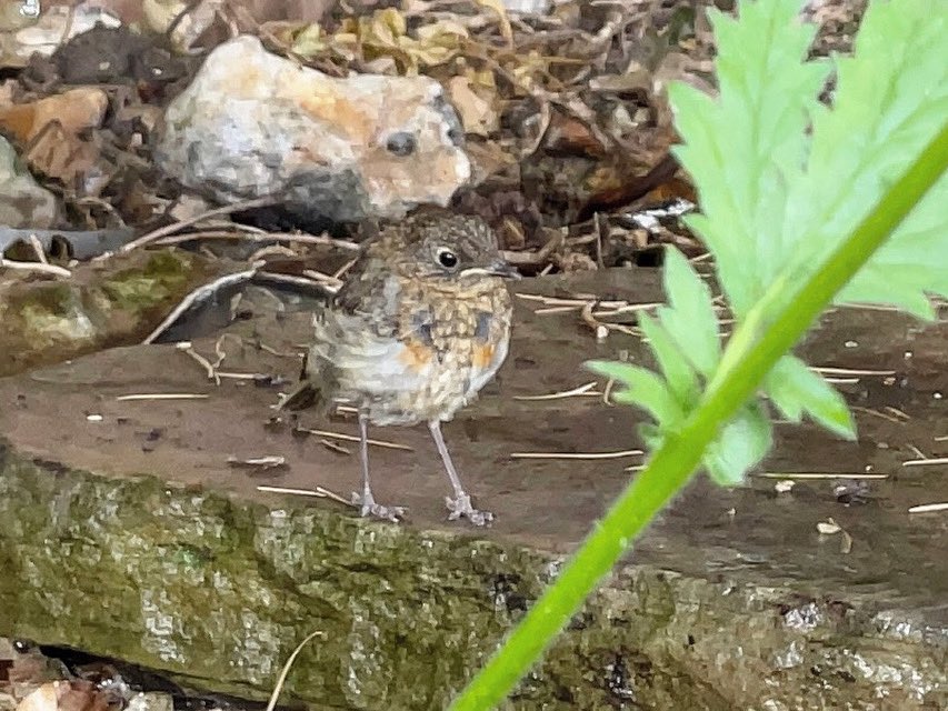 nikkilewisphoto's tweet photo. Juvenile Robin playing near me in the garden.

#robin #bird #gardenbird #juvenile #juvenilerobin #garden #gardening #gardenlife #nikkilewisphotography #nikkilewisphotos #friendlywildlife #hertslife #herts #woodland #area https://t.co/zTLkpl59l7