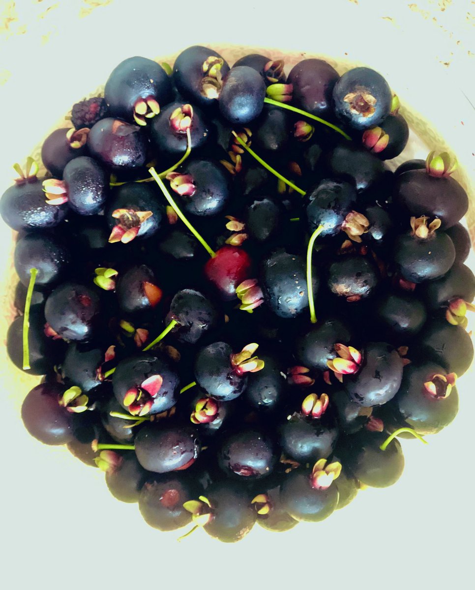 Grumichama  🍃❤️🍃 #frutas #fruits #nature #ilovefruits #food #HealthyFood #delicatessen #photography #mobilephotography #mygarden #sweet #PuertoRico 🍃❤️🍃