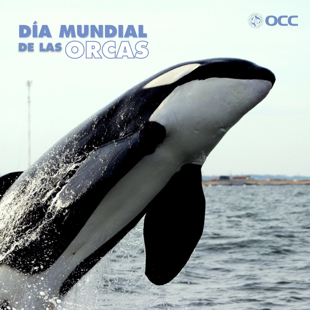 ¡Hoy es el 𝗗𝗶𝗮 𝗠𝘂𝗻𝗱𝗶𝗮𝗹 𝗱𝗲 𝗹𝗮 𝗢𝗿𝗰𝗮! 💙 ¿Sabías que en Uruguay se encuentran orcas durante todo el año? 

Te dejamos algunas curiosidades de estos cetáceos 🧵👇🏼🌊

#WorldOrcaDay #DíaDeLasOrcas #DíaMundialdelaOrca #DíaMundialdelasOrcas