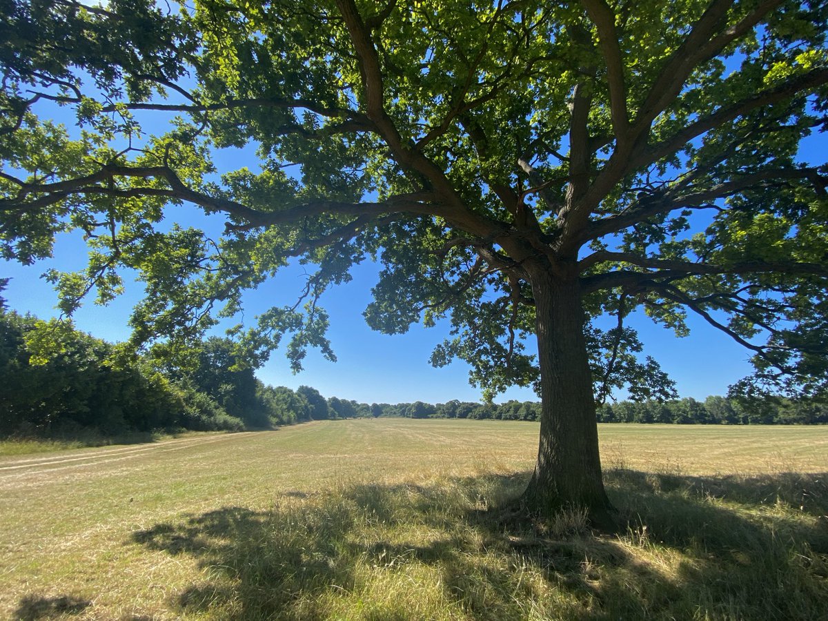 MarianneBevis's tweet image. Pleased to be home from the long Wimbledon assignment, and esp glad to enjoy a few moments of shade under my favourite tree on my regular morning recce to #PinkneysGreen #sweltering