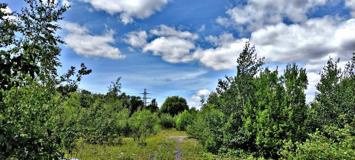 LucyPexley's tweet photo. The hottest #gaycruising in the wild woods behind Cross Lane in #Gateshead.  Look for the pink flag tied to the tree and go inside the bushes, it's vast and hot. 
 More details on https://t.co/A94d8ADYP0 https://t.co/AvBKdNmYmR https://t.co/ExjktfLLy0