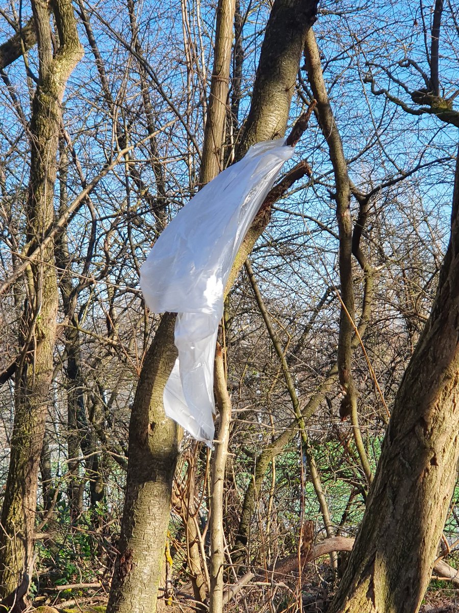 Luchasta1's tweet photo. Müllbeutel im Wald NFTs
Sehr wichtige Debatte zur Währung Luchastas https://t.co/FeegoavBaJ