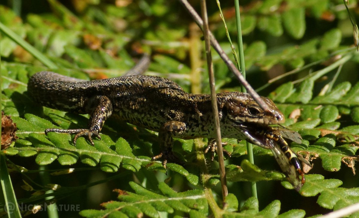 NicksNature's tweet photo. Sequence of a Lizard eating a scorpion fly. In Yorkshire.
#lizard #naturephotographyday #TwitterNaturePhotography #TwitterNatureCommunity #reptiles https://t.co/i6AgoKCsEG