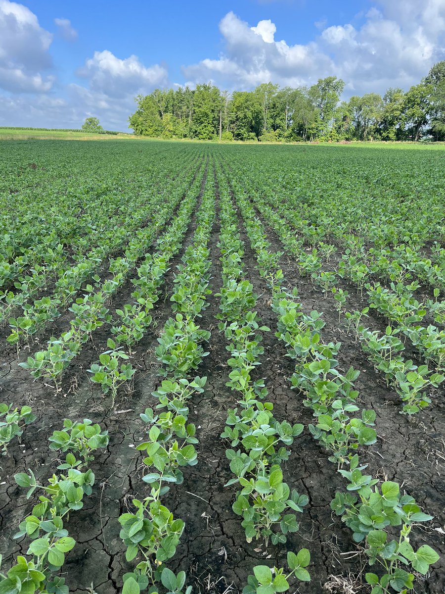 Zidua SC doing a great job in some #Xitavo soybeans <a href="/BASFAgProducts/">BASF Ag Solutions US</a> #2weekslonger