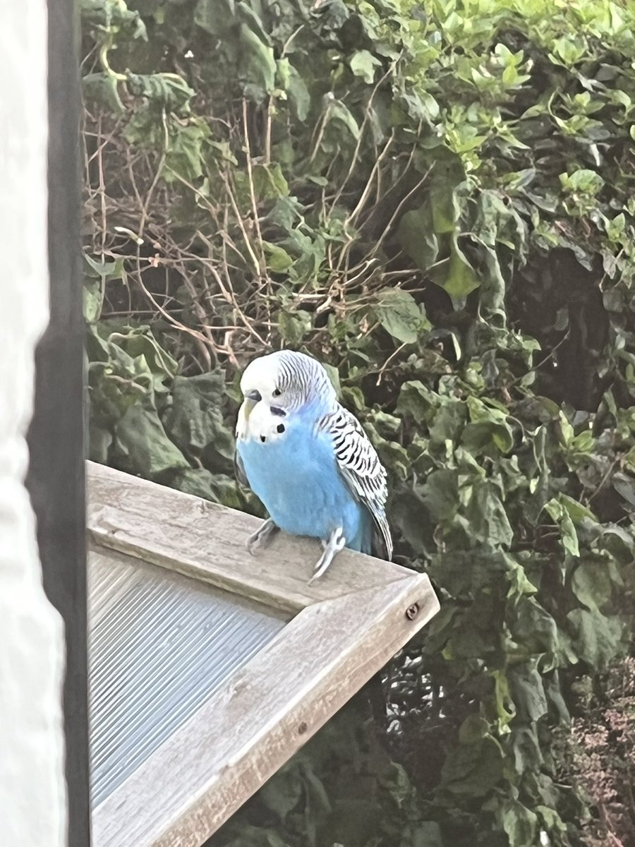 WHarrowBirder tweet picture