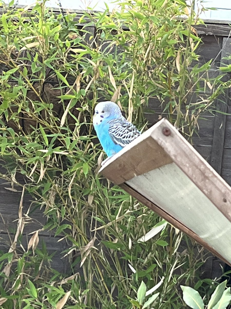 This fella just turned up in the garden. Can I add him to the list?