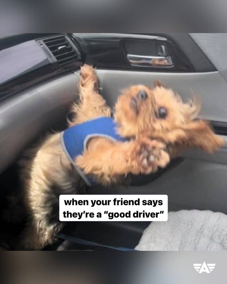 aceable's tweet photo. ...and that's why you need to get your drivers license with us. check out ππ»https://t.co/sHxv6eeVVz to start driving yourself everywhere. #aceable
#drivingmeme #dogmeme #driverslicense #driversed https://t.co/gSe8NEc6Bx