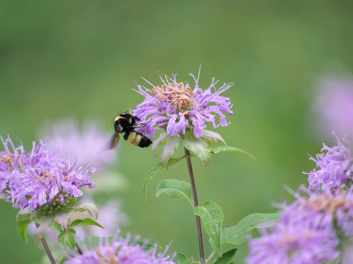 BadBruce's tweet photo. Groovin' to Bee Balm. https://t.co/ePh3o52mPW