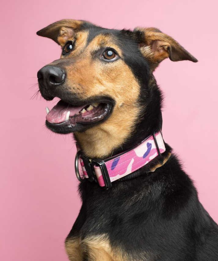 FriendsofBCAS's tweet photo. Meet Fiona! This young lady is ready to take on the world. She is definitely a beautiful girl-full of puppy energy still &amp; needs some help w/ her manners but is incredibly smart. She needs an active home w/ older kids to help her burn energy off &amp; she'll be the best student. https://t.co/eAcqWfqWFd