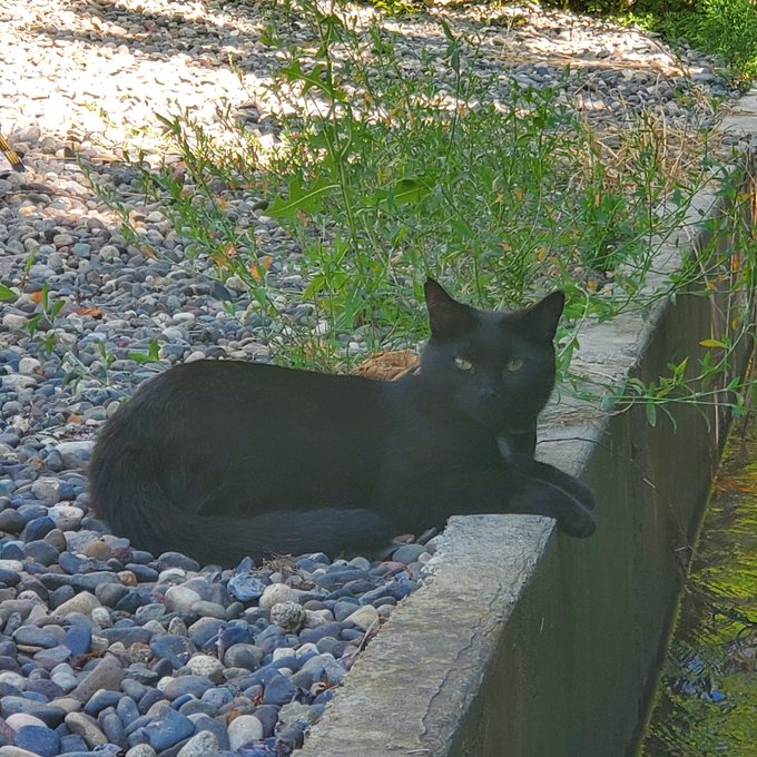 @Jardozer Hope your day gets better 🥺 here's my neighbour's cat that hangs out with me everytime I'm<a class="tags" target="_blank" title="On Twitter" href="/?out=eyJ0eXAiOiJKV1QiLCJhbGciOiJIUzUxMiJ9.eyJpYXQiOjE3MjQ1Mjg0ODksImlzcyI6InR3cG9ybnN0YXJzLmNvbSIsIm5iZiI6MTcyNDUyODQ4OSwiZXhwIjoxNzU2MDY0NDg5LCJyZWRpcmVjdF91cmwiOiJodHRwczovL3R3aXR0ZXIuY29tL0phcmRvemVyIn0.4X42YvKWKvSWk3n23RXMt8Hz-is0L1Ad_qG58NbEVKYCPYuj5LZWvjUBnCrs3_8NldsD3bmS9al3UlaoS5hZZQ">@Jardozer</a>