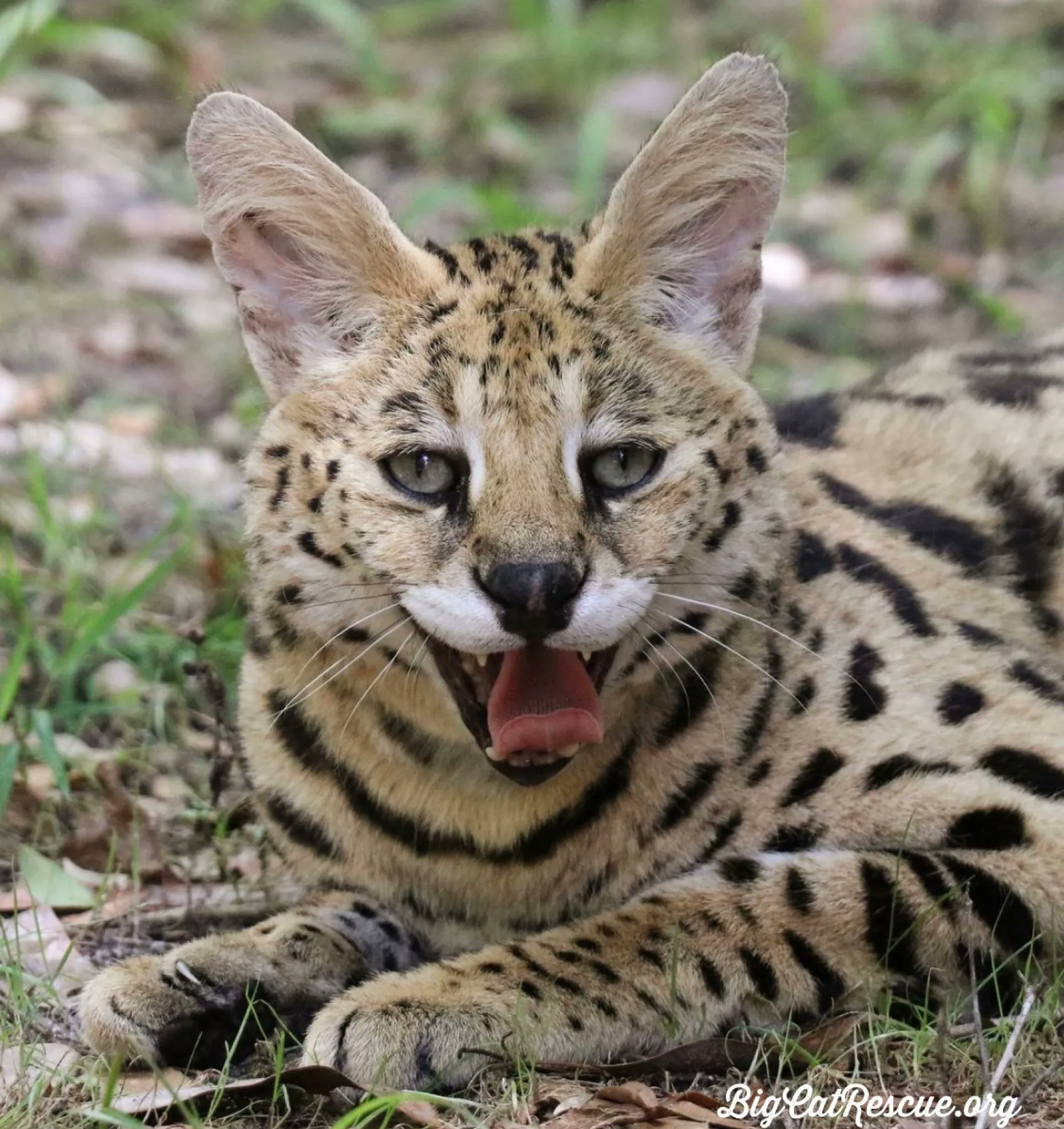 Big Cat Rescue on Twitter: "Good night Big Cat Rescue Friends! 🌙 Hutch