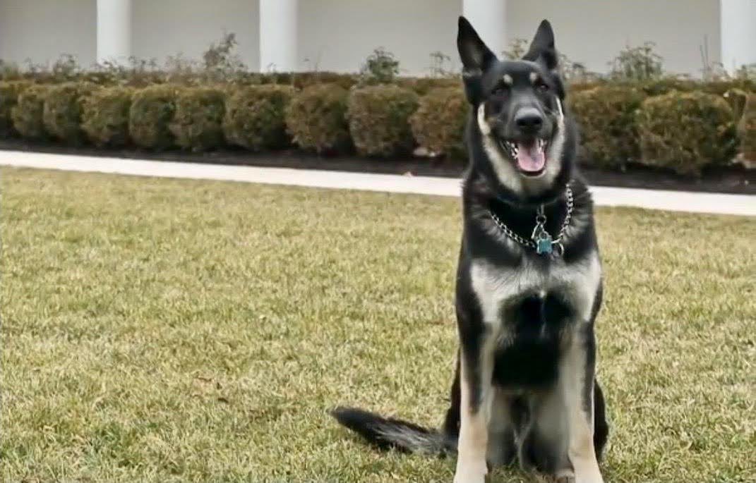 TheOvalPawffice's tweet image. 🐾 #JusticeForMajor #SecretService 🐕