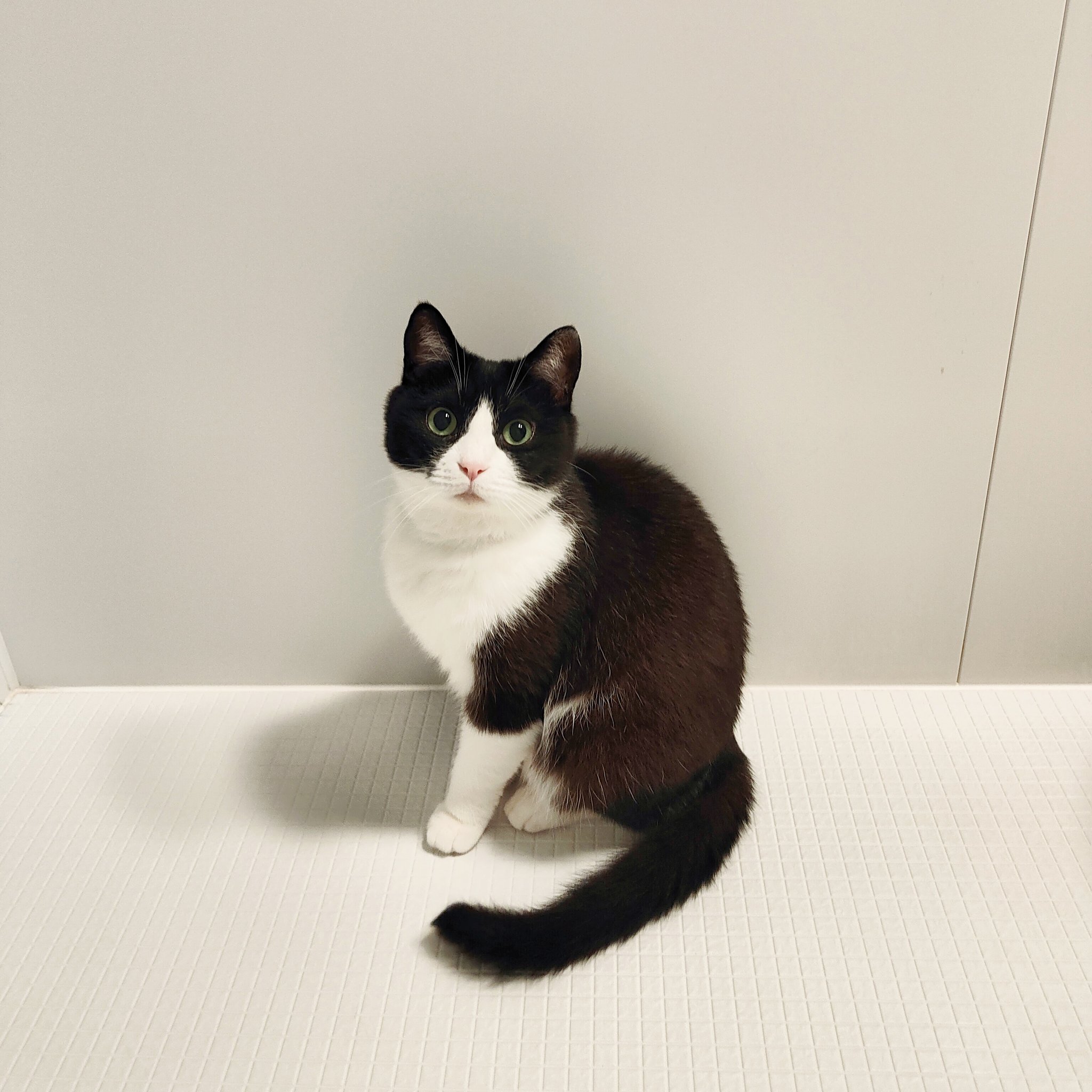 Follow ハチワレ猫ココ 𝕝𝕟𝕤𝕥𝕒𝕘𝕣𝕒𝕞 S Cocoxyoutube Latest Tweets Twitter