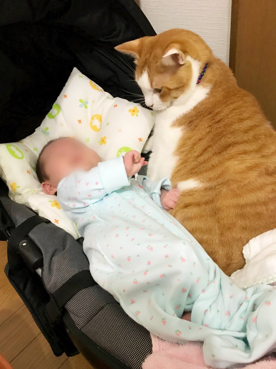 netgeekAnimal's tweet photo. 猫「パパでちゅよー」 | netgeek https://t.co/R86ShO6uBl https://t.co/Q6ybrpjcRG