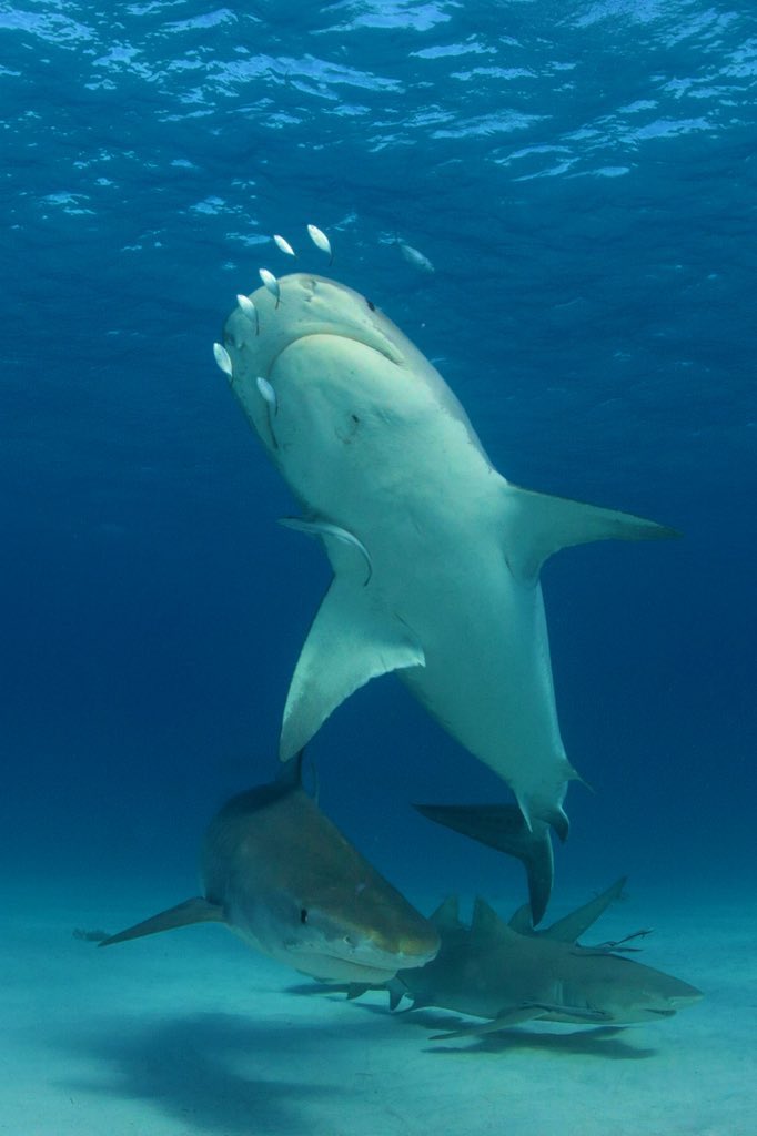 DrNeilHammer's tweet photo. 3// #Sharks can benefit society in several ways, for example, by inhibiting spreading of diseases that can affect humans and invasions of exotic species that can otherwise decimate native habitats. https://t.co/rHluQyfKgf