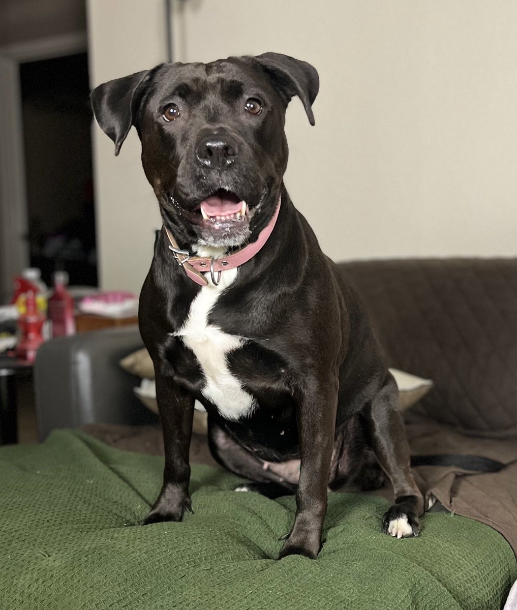 SweetGoodGirl1's tweet photo. HA! I got Piggums to take pictures too!! #PiggumsThePibble ❤️❤️ https://t.co/iFzzjvH9QV