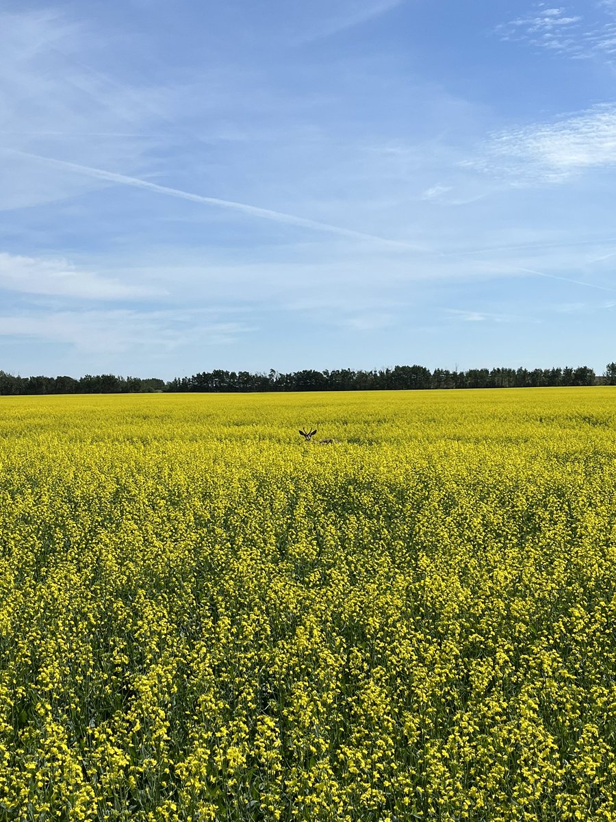 I had some company today while putting up signs up at DST. I guess you could say even deer like #Invigor? <a href="/BASFAgSolutions/">BASF Agricultural Solutions Canada</a> <a href="/WheatGeerJJ/">John Guelly🌱🚜🇨🇦</a>