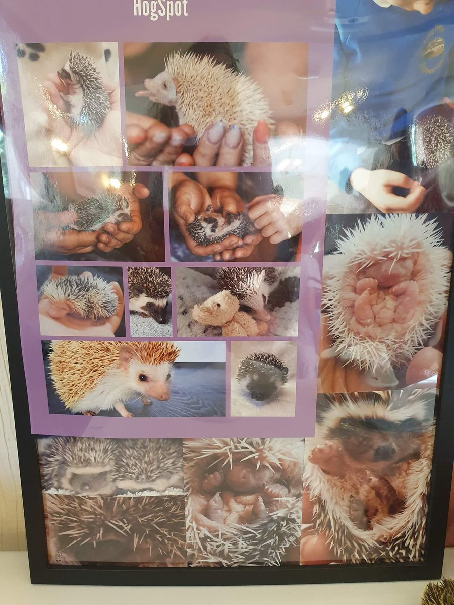 NCCTUK's tweet photo. This Wednesday at our care home in Lancaster we enjoyed a visit from some very cute little hedgehogs &amp; we were able to handle &amp; cuddle them &amp; the residents enjoyed learning lots of interesting facts about them! #hedgehogs #gettingclosetonature #ncctuk https://t.co/TiQtvpq5wu