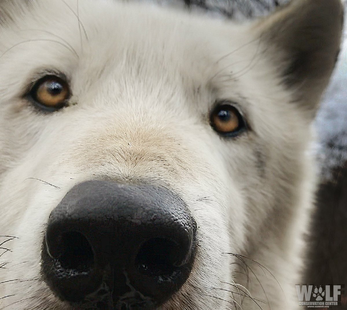 nywolforg's tweet photo. Psst... I'm up because I'm crepuscular. What's your excuse? https://t.co/JEXpYBsahU
