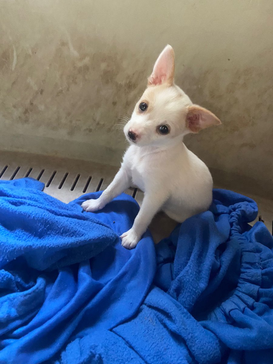 ⚠️Último rescate⚠️
Han abandonado a estos ocho cachorros en un campo y nos hemos hecho cargo de ellos.
Son tres machos y cinco hembras.
Nos ayudas?