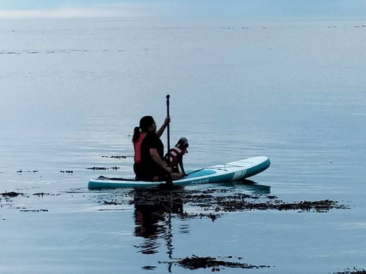 BlueSky8689's tweet photo. Second night out on the sea and I had a perfect companion this time. Calm sea, lost track of time watching jellies and other fish swimming my. #MindfulExercise #MindBodySpirit #HealthandWellbeing https://t.co/ipqGUA7g4T