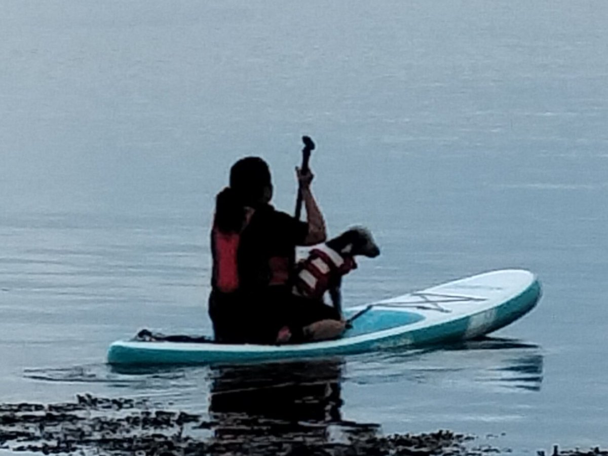 BlueSky8689's tweet photo. Second night out on the sea and I had a perfect companion this time. Calm sea, lost track of time watching jellies and other fish swimming my. #MindfulExercise #MindBodySpirit #HealthandWellbeing https://t.co/ipqGUA7g4T