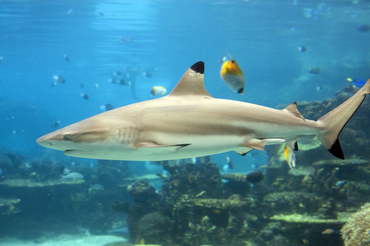 HIPacParks's tweet photo. Happy #SharkAwarenessDay!
Sharks play a huge ecological role in the ocean and also play a large role in Hawaiian myth, legend, and spirituality. Many are considered family ʻaumakua, or spirit guardians of the family.
#aumakua #hawaiiansharks #reefsharks #Shark #SaveSharks https://t.co/DhBIQGFkJy