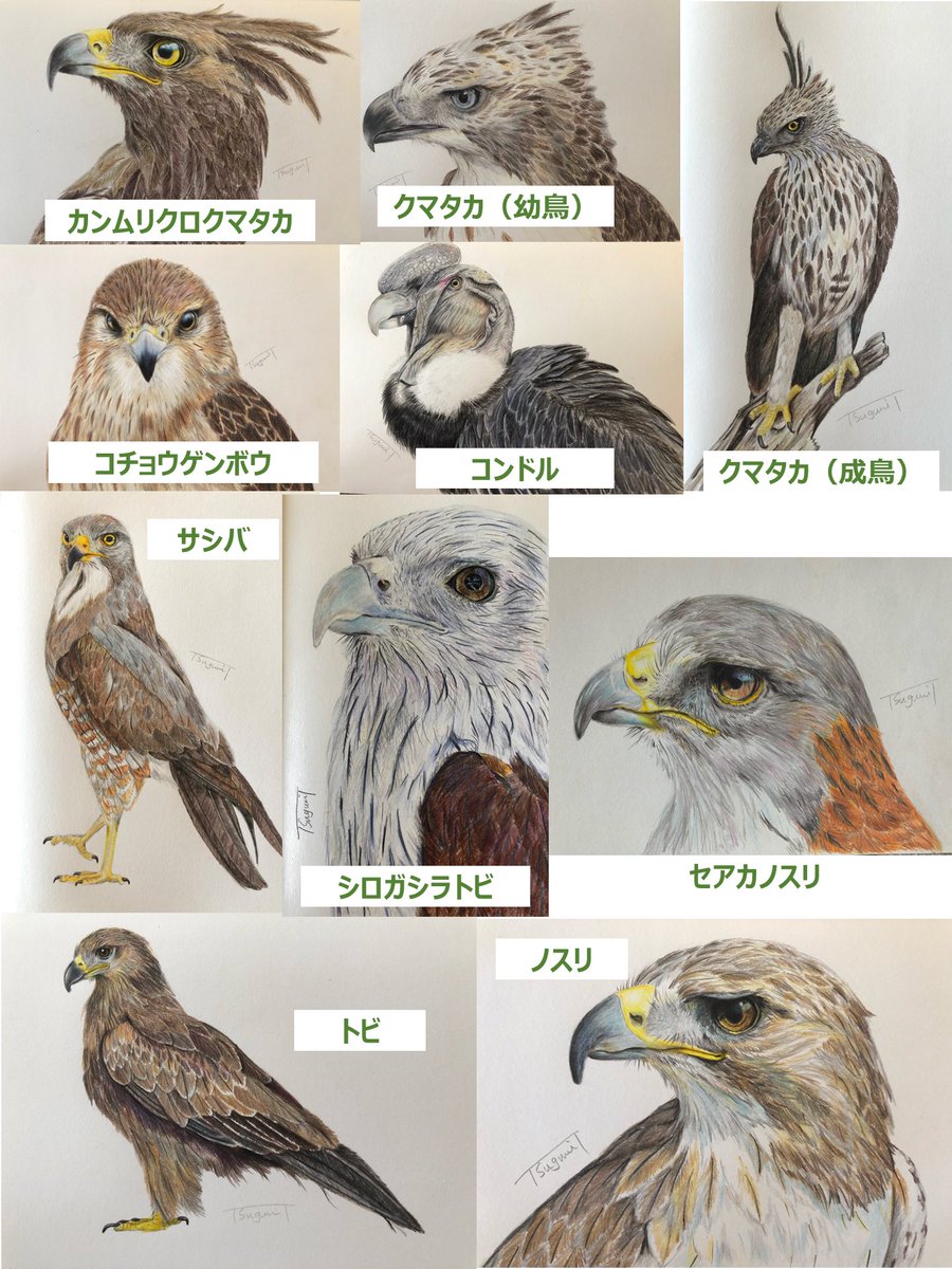 猛禽曜日 のイラスト マンガ コスプレ モデル作品 18 件 Twoucan