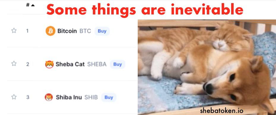leviscrypto's tweet photo. #Sheba after #CoinMarketCap and #Coingecko listing will fly to $10M+ marketcap. #ShebaCat, leader of the cat trend in 2022 https://t.co/UyH7uvEkPz