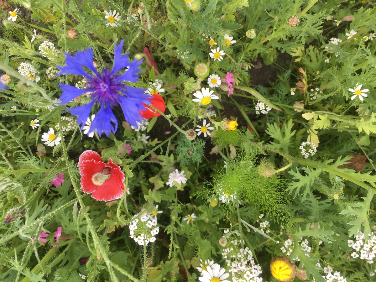 I loved <a href="/OwainWynEvans/">Owain Wyn Evans</a> shirt on the <a href="/BBCTheOneShow/">BBC The One Show</a> it’s like a wearable #wildflowers #seeds meadow. Absolutely gorgeous dahlings😊🌺🌻🌸🦋🐝