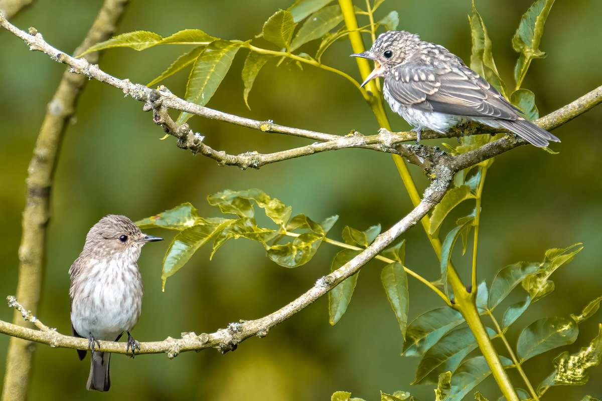 Come on Ma, do more of the fly catching for me.  
#Birds #birdwatching #birdphotography #SpottedFlycatcher