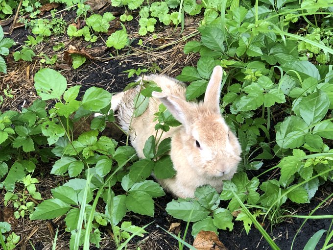 今日の朝うさぎ

もうカメラ目線はお手のもんだな 